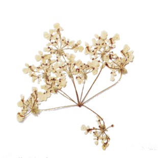 Reseña Aunque me muera a la izquierda, de Fernando Araújo Vélez.